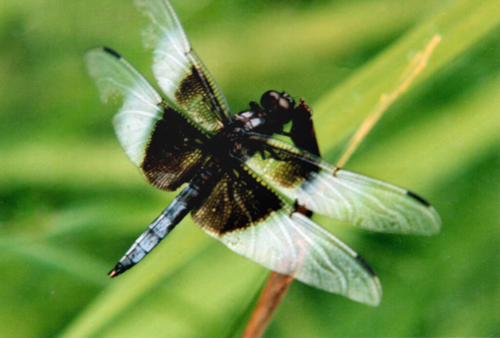 A dragonfly with a blue tail and black abdomen hovers against a plant. Its four wings are spread and show black ends along the abdomen and white to transparent out ends.