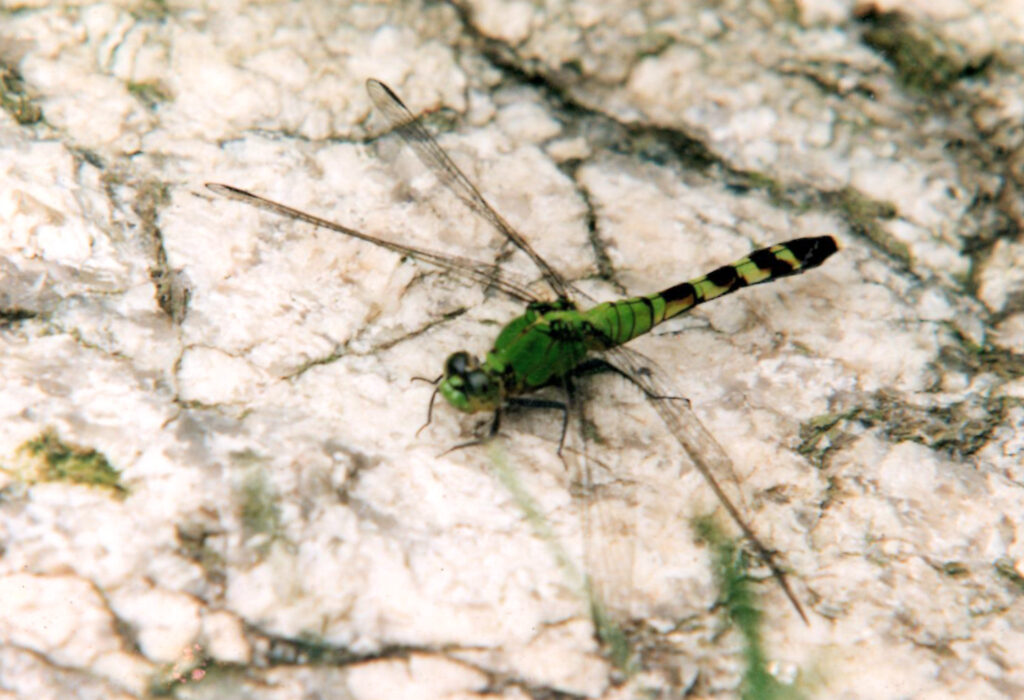 A dragonfly with a green abdomen and green and black striped tail, four transparent wings, and black eyes perches on a rock surface.