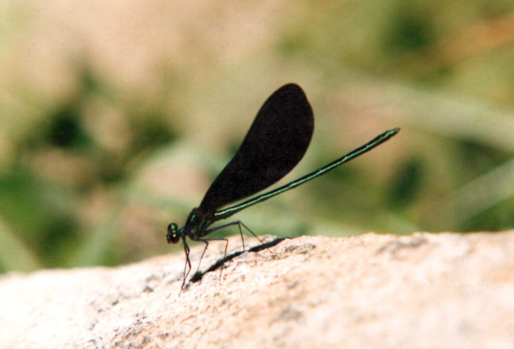 A dragonfly with black wings and an emerald body stands on a rock surface.