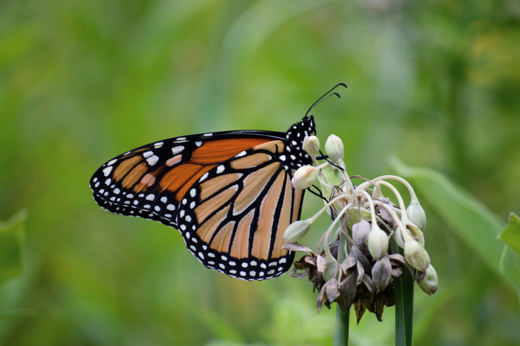 A butterfly on a plant. The butterfly wings are orange with black stripes and white spots at the edges and on its body.