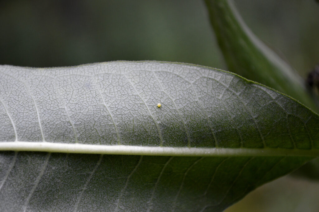 A single yellow monarch egg on the underside of a green leaf.