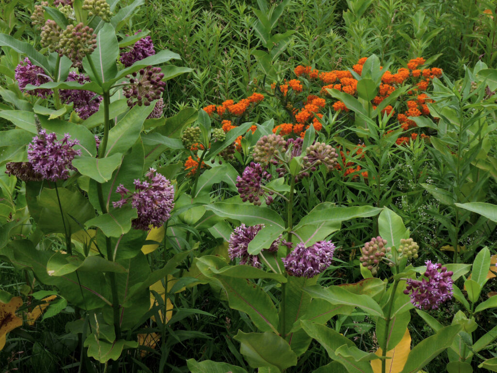 A field of milkweed plants with purple blooms and orange blooms.