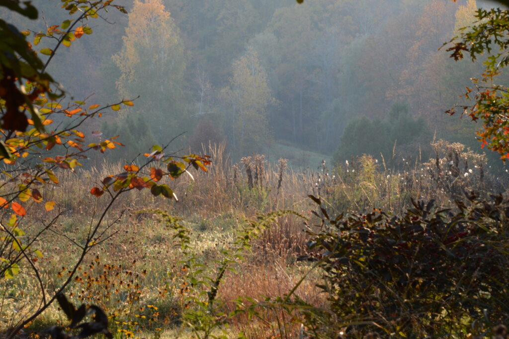 A stand of brown meadow plants before a distant forest of trees beginning to change to their fall colors of yellows, oranges, and reds. Branches of changing leaves frame the image.