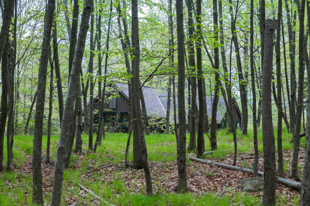 A grey barn obscured by slim trees with small leaves. Natural Disturbances Can Deliver Surprising Benefits to the Landscape. 
