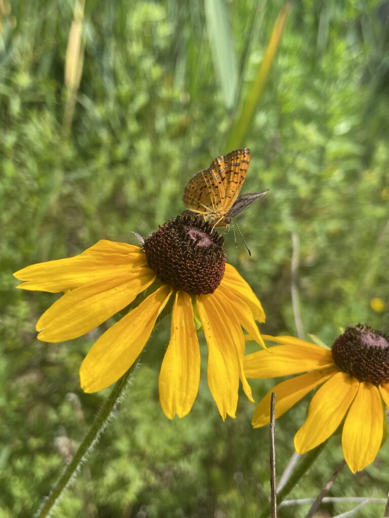 An orange and gold butterfly perches on the brown center of a yellow-petaled flower. Northern metalmark.
