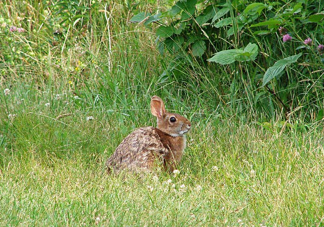 A rabbit sits in grass. Natural Disturbances Can Deliver Surprising Benefits to the Landscape