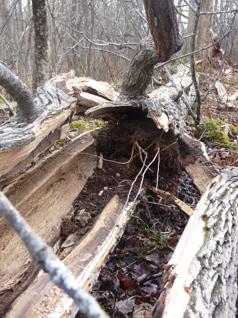 The exposed insides of a decaying tree with various soils, detritus, leaves, and twigs. 