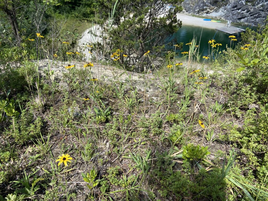  Yellow-petaled flowers and various green vegetation grow before a cliff edge. A lifeguard chair, colorful pattleboards, and a dock sit at the edge of an azure pond. Northern metalmark.