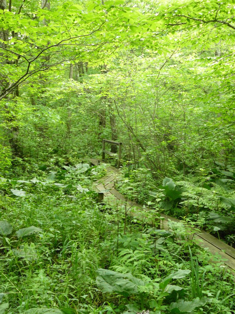 A boardwalk winds through dense leaves of trees, swamp plants, and grasses.