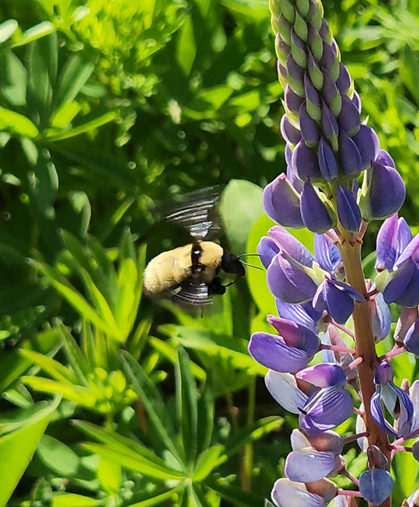 Massachusetts RCP Project Provides Habitat For Native Bees