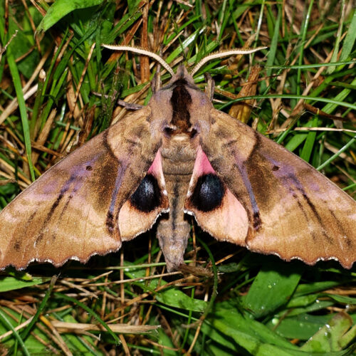 BLINDED SPHINX MOTH (Paonias excaecata) This beautiful species can be difficult to photograph because adults are active very late at night. At Highstead, where they are common, individuals were never attracted to the lights before 2 a.m.