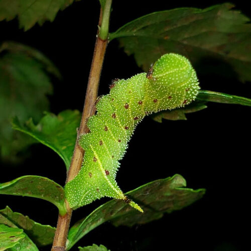 BLINDED SPHINX MOTH CATERPILLAR  This caterpillar was found on White Meadowsweet (Spirea alba) at Highstead.