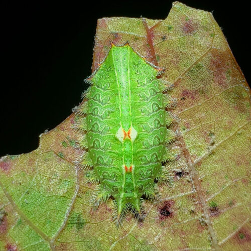 CROWNED SLUG MOTH (Isa textula) This is among Highstead’s most unusual caterpillars. Slug Caterpillars lack prolegs (the many "feet" most caterpillars have) and, as a result, they glide across a leaf on a bed of silk. It is flattened and bears many spines on the edges, giving it the appearance of a crown when viewed from above.