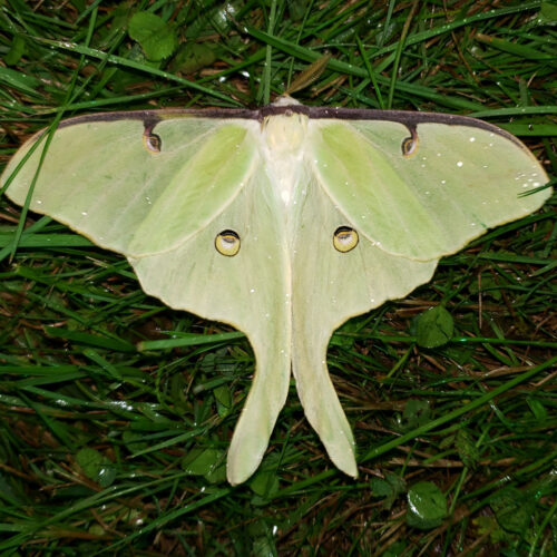 LUNA MOTH (Actias luna) There is likely a reproducing population of luna moths at Highstead given the abundance of the larval food plant (hickory) and the multiple individuals observed during the survey.