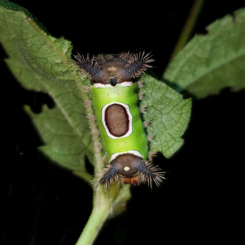 SADDLEBACK CATERPILLAR (Acharia stimuli) This is one of Connecticut's few venomous caterpillars. It is relatively uncommon in the state; only two caterpillars of this species were found at Highstead.