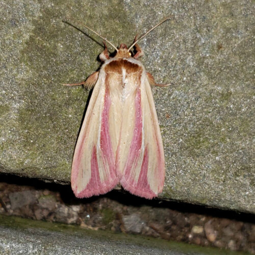 PINK STREAK MOTH (Dargida rubripennis) This is the rarest species Keras found at Highstead. It is listed as a species of special concern in Connecticut.